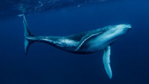 What Do Crypto Whales Do With Their Wealth?